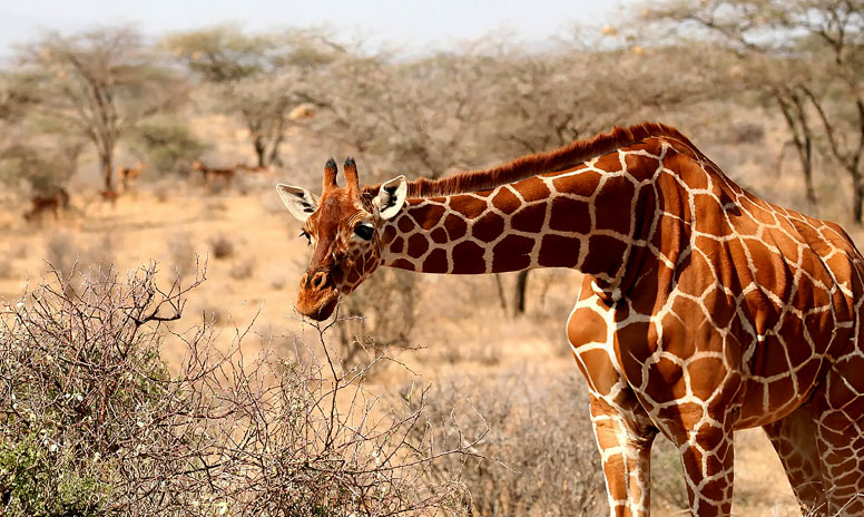 Giraffe herd