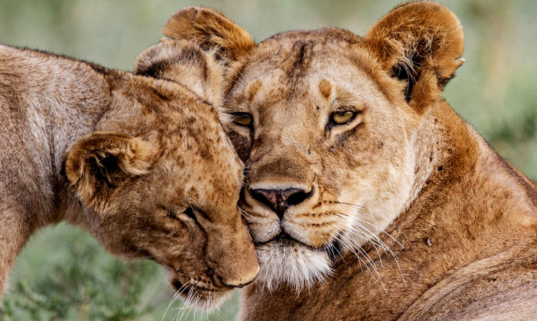 Simba marara