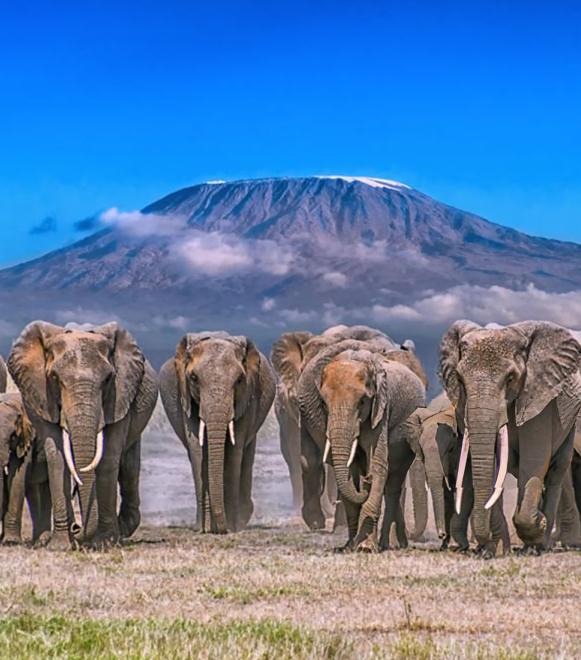 pizet-safaris-amboseli-kilimanjaro