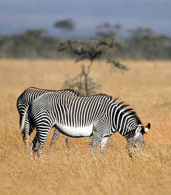 pizet-safaris-grevvy-laikipia