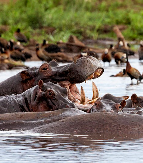 pizet-safaris-lake-manyara-np